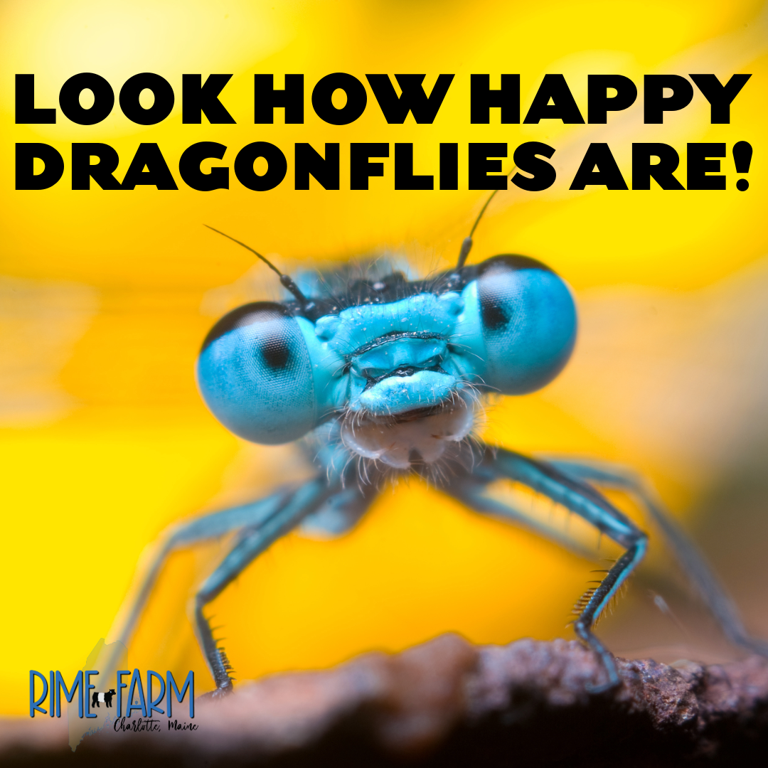 Dragonflies in Maine: Nature’s Mosquito Eating Army!