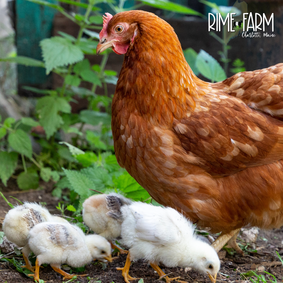 Deciphering Who’s Who: Keets, Chicks, and Poults