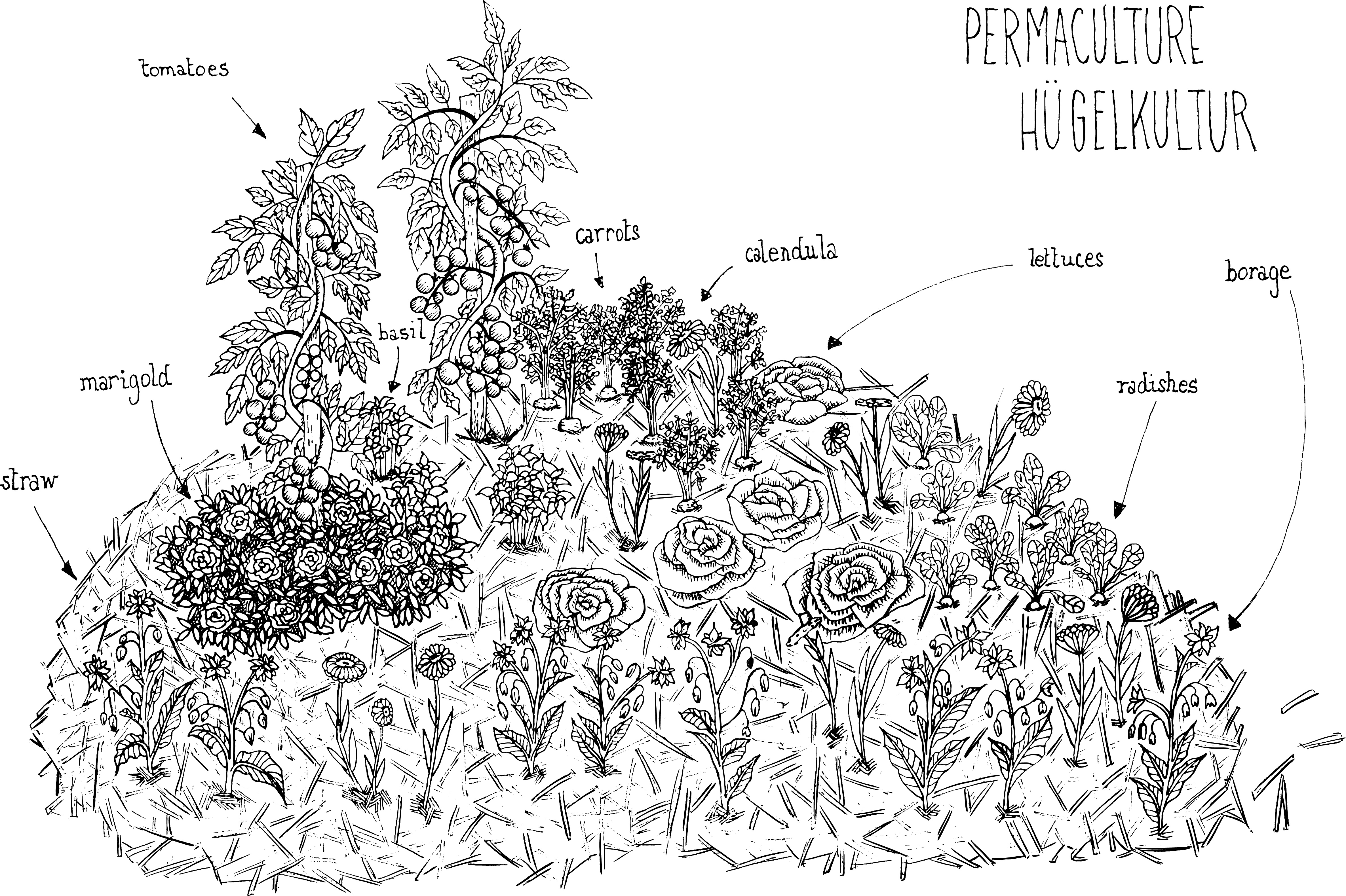 Hugelkultur The Ancient Practice Rejuvenating Modern Farming