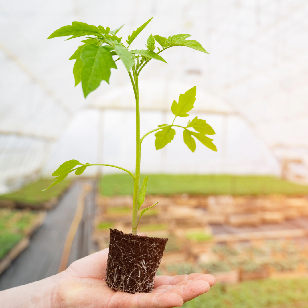 Rime Farm Planting Schedule