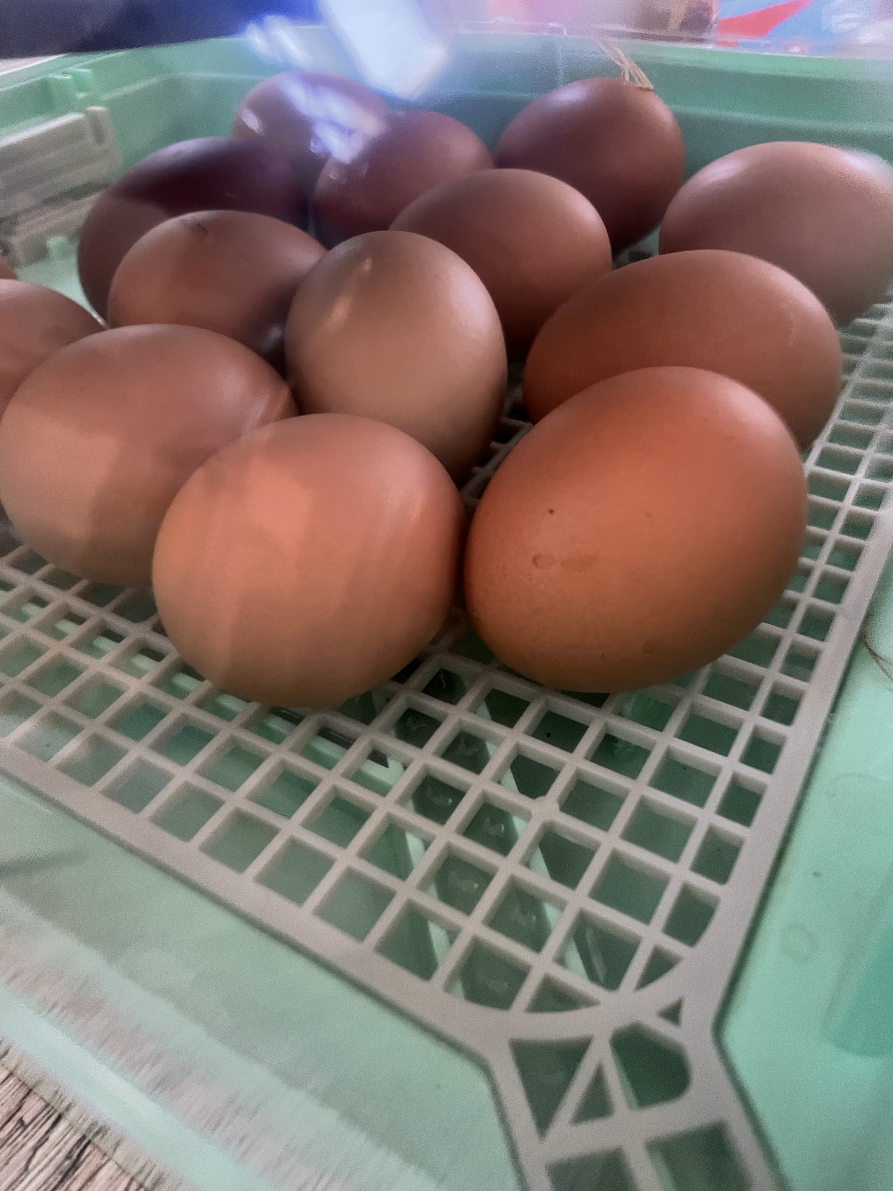Preparing for Lockdown: Final Steps in Our Chicken Egg Incubator