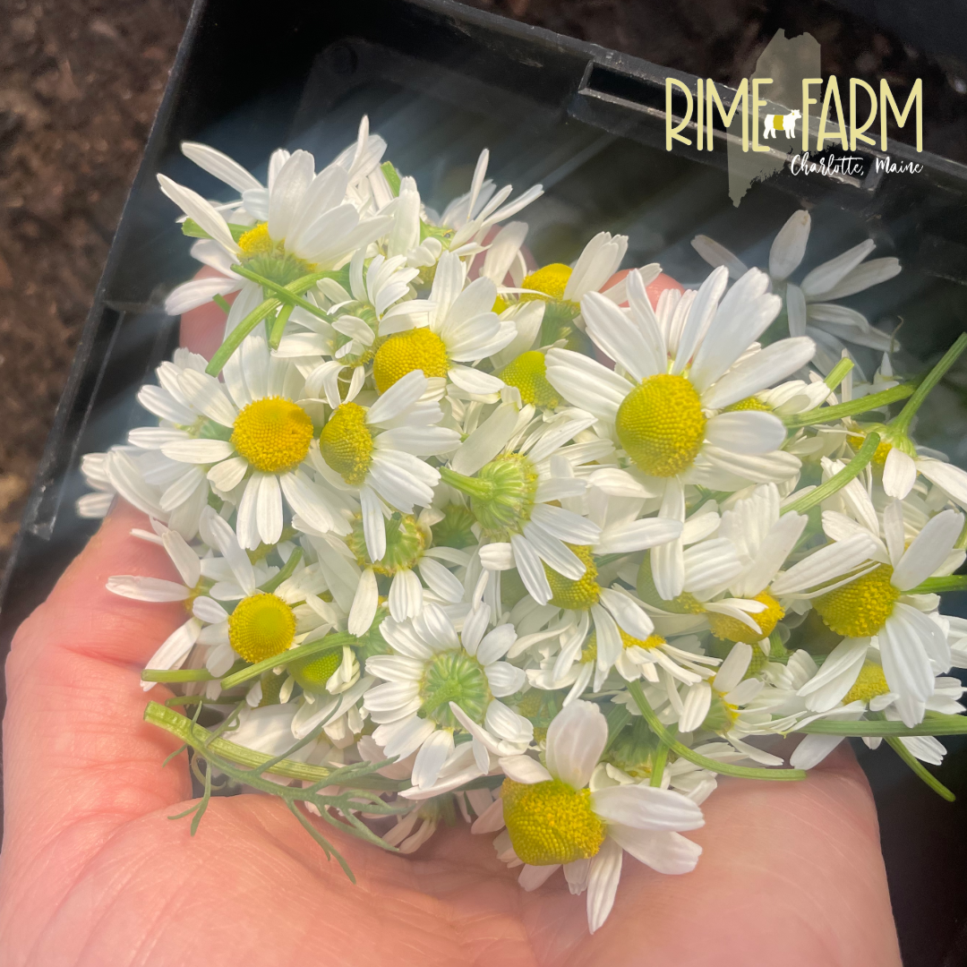 The History of cham-mom-eh’-lay…(err, Chamomile)