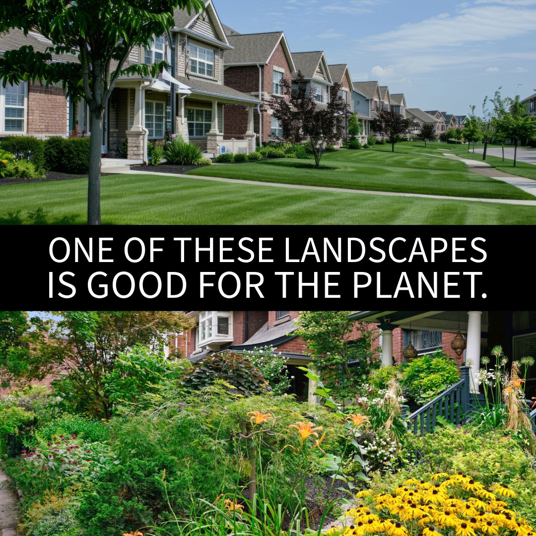 Advocating for No Mow May in Your Community
