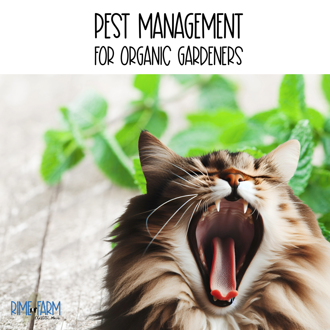 Effective Pest Management Strategies for Organic Gardens and Homesteads