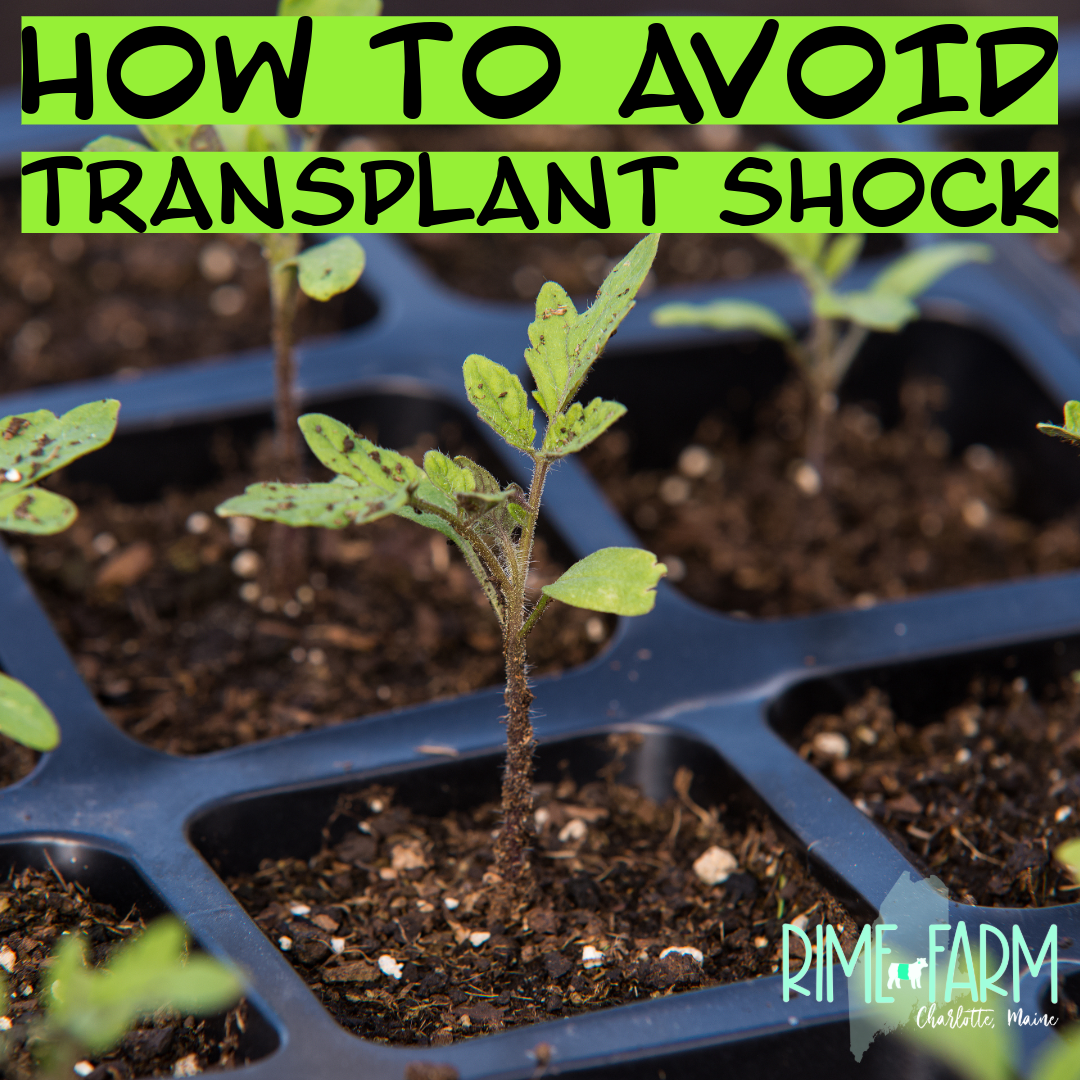 Understanding Vegetable Transplant Shock and Planting Techniques in Zone 5b