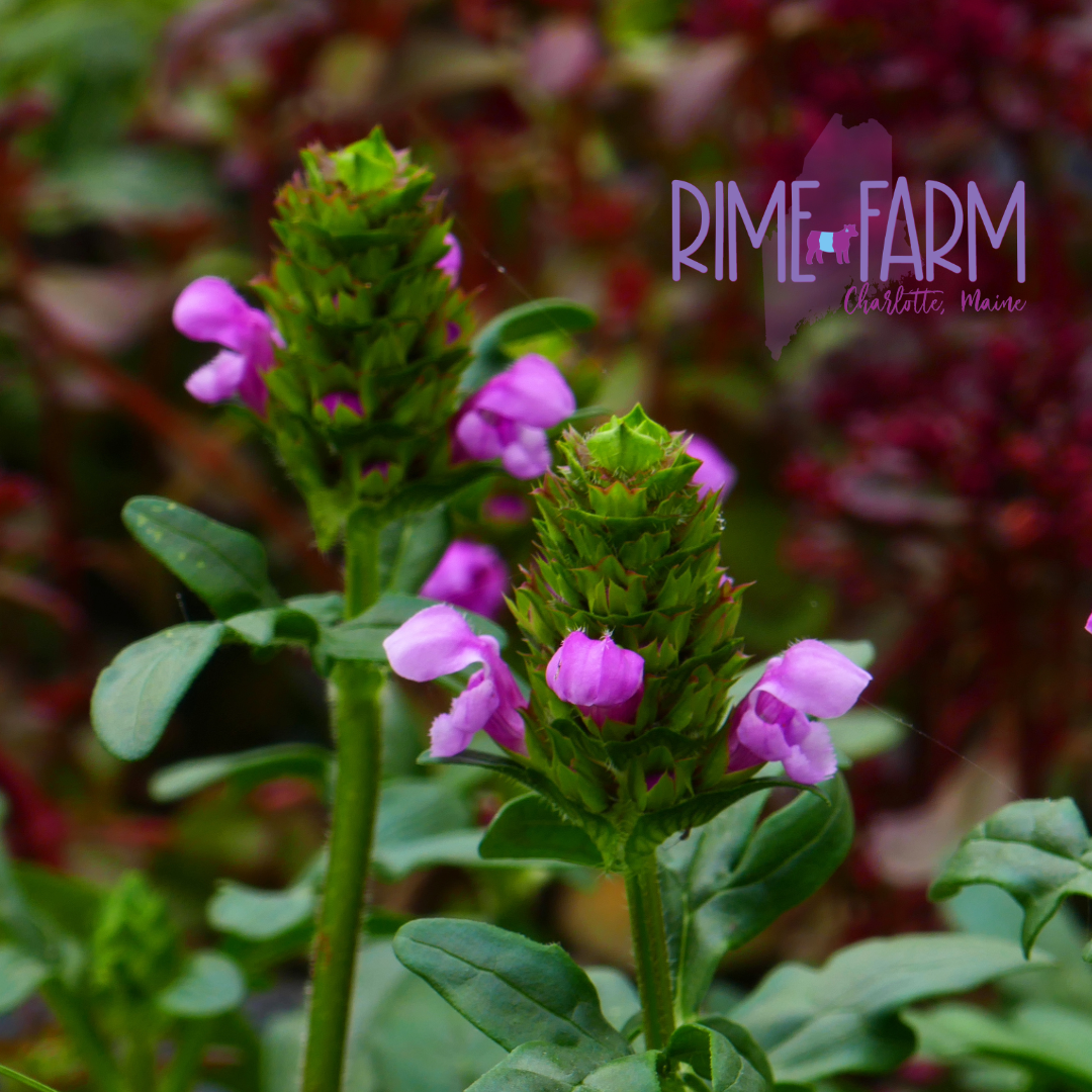 Planting Power: Growing and Using Self-Heal (Prunella vulgaris)