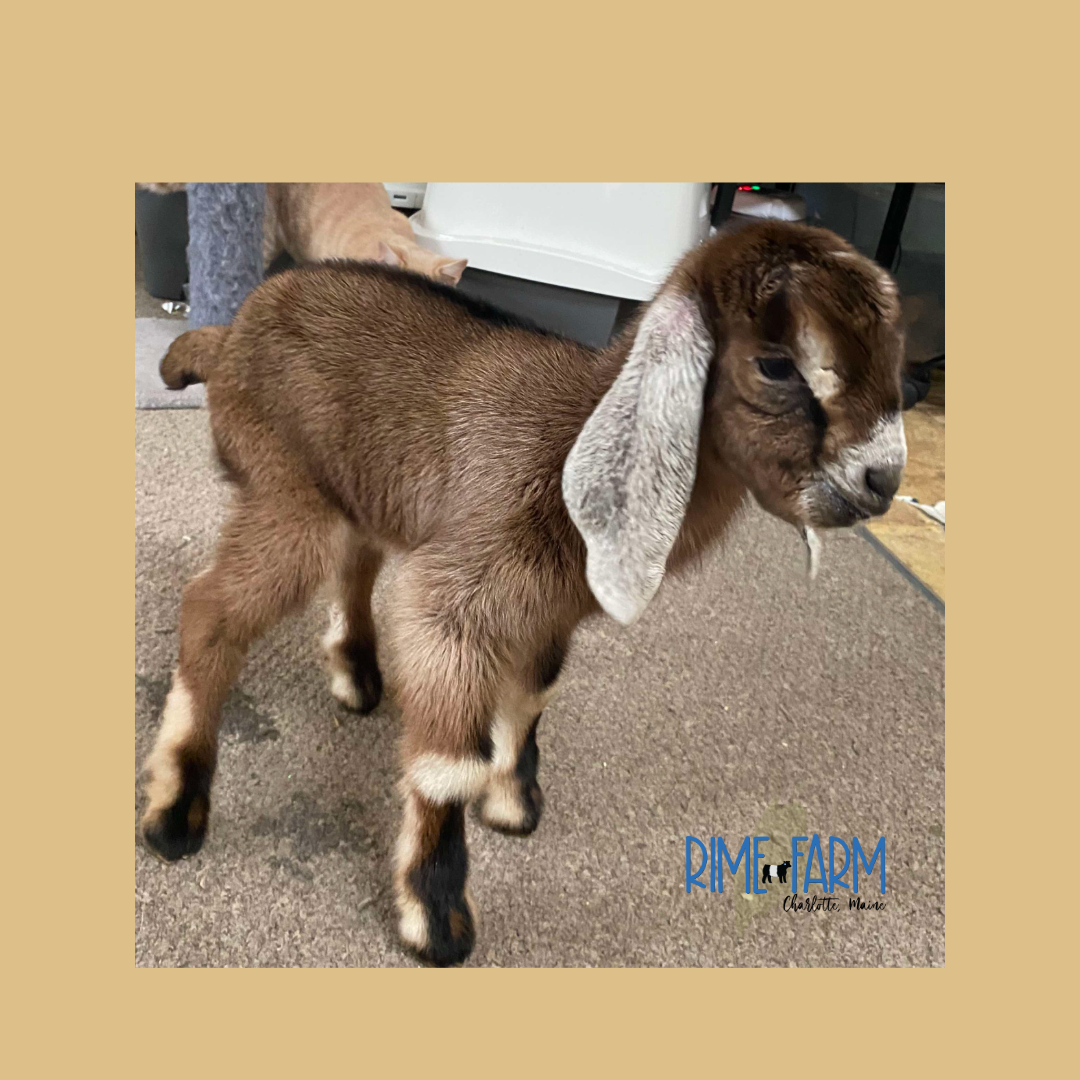 Why Goats Belong on a Homestead (and Why We’re Bringing Home a Nubian Doe Named Delilah)