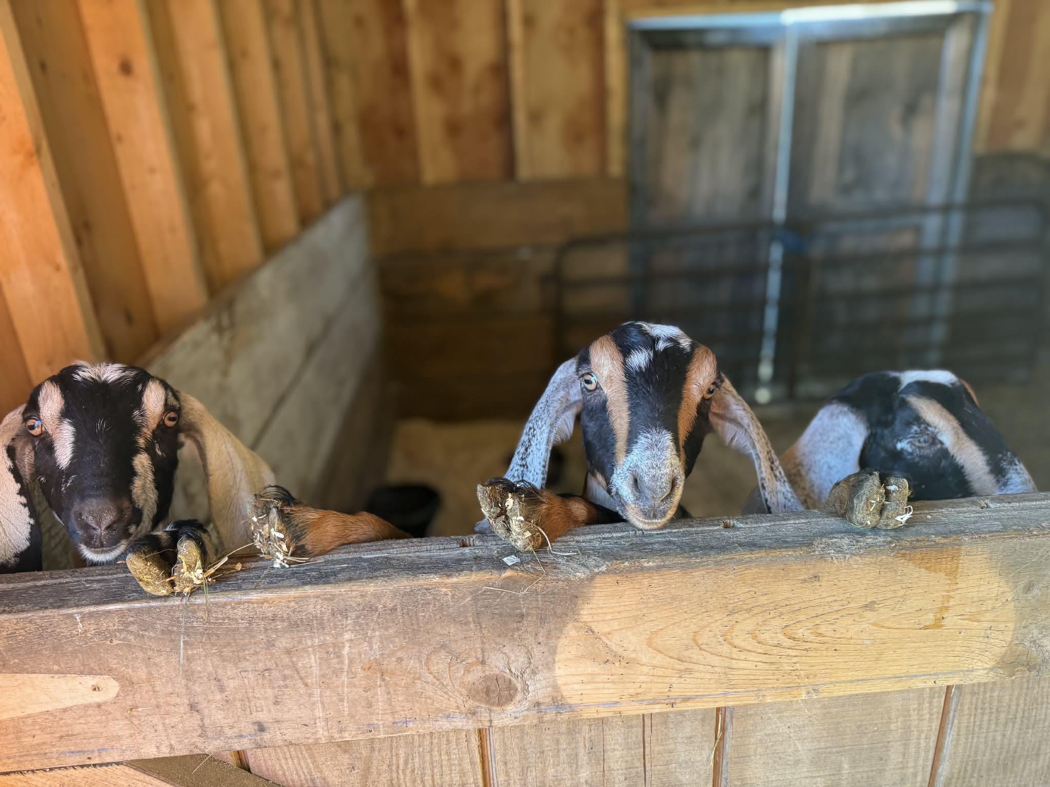 FAMACHA Scoring: A Simple Tool Every Goat Owner Should Know
