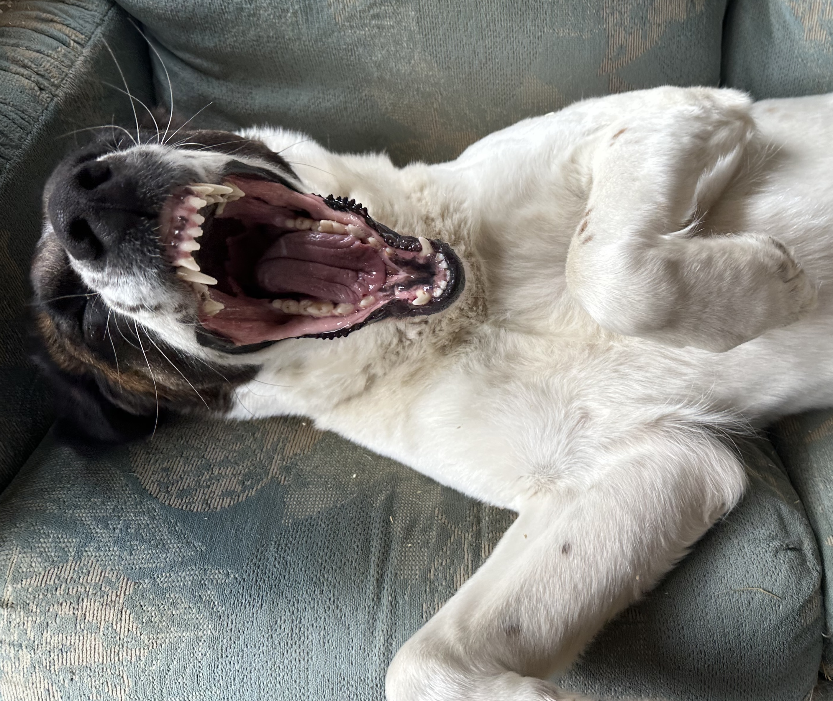 Maremma vs Great Pyrenees vs Alabai: Which Livestock Guardian Dog Is Best?